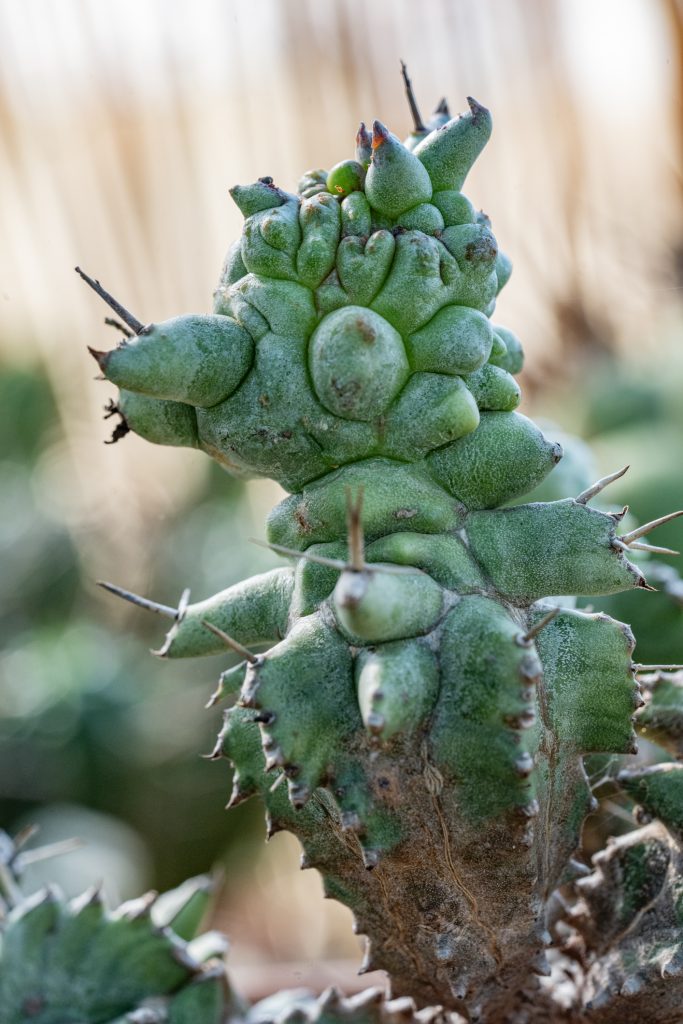 Euphorbia-Horrida-Mostruosa