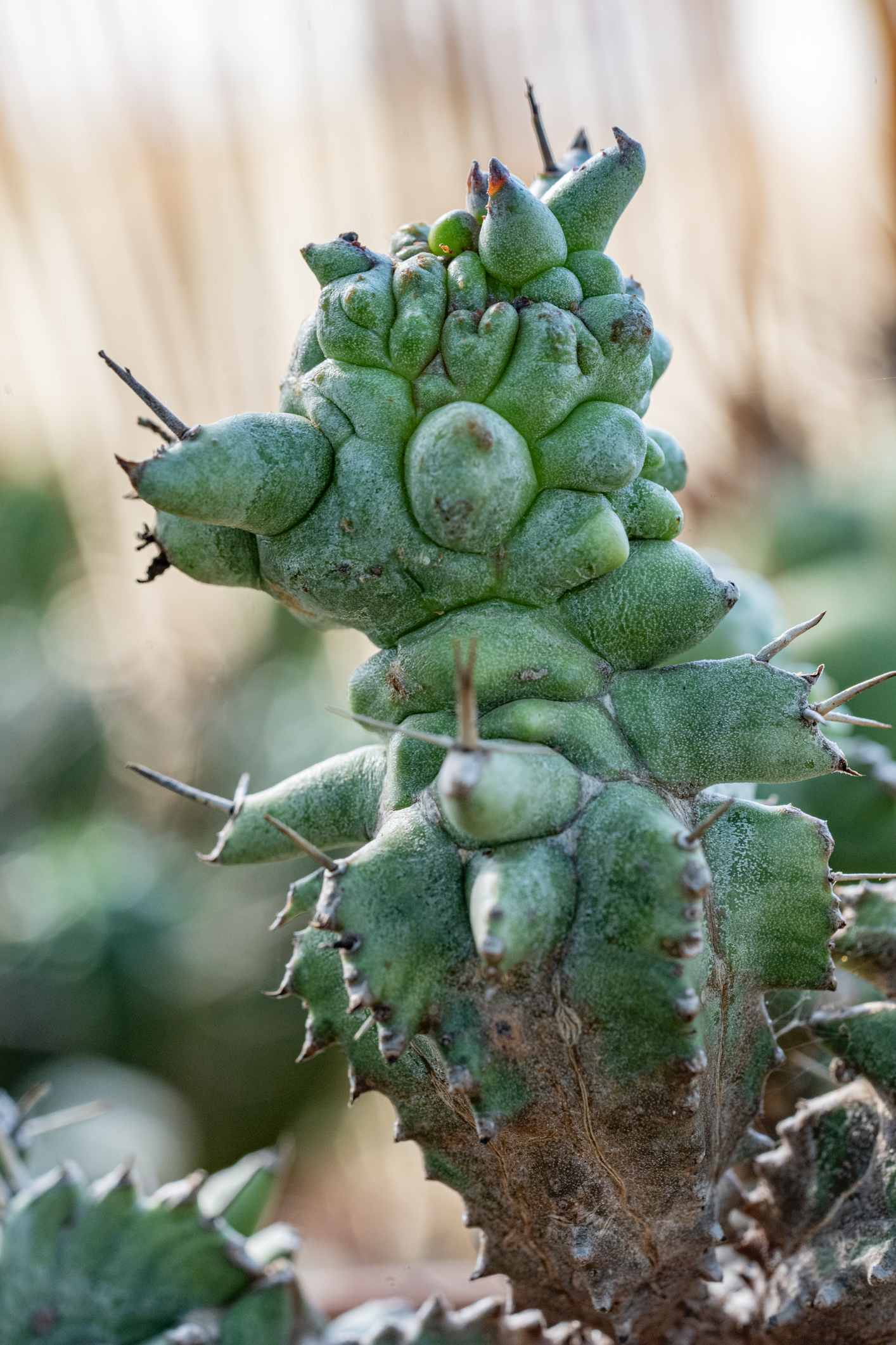 Euphorbia-Horrida-Mostruosa